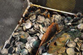 Tons of 1 rupee British raj coins found in 1942 shipwreck